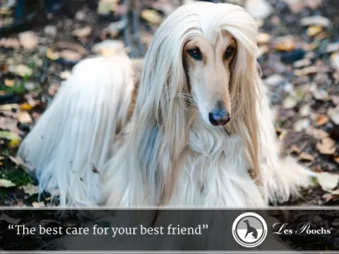 Caring for Long Haired Dogs