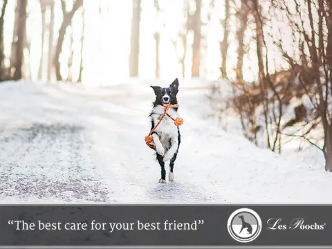 Preventing Dry Skin for Your Dog in Winter