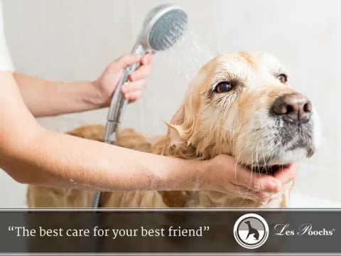 Common questions: Giving your dog a bath