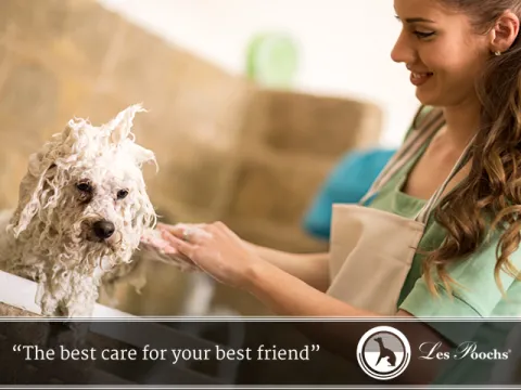 For Dog Groomers: Running a Thriving Dog Grooming Business