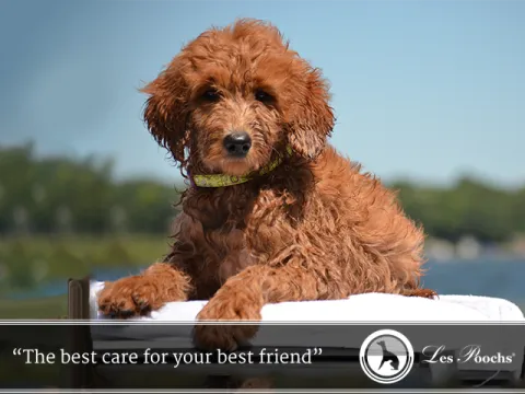 How to Untangle Your Dog’s Hair