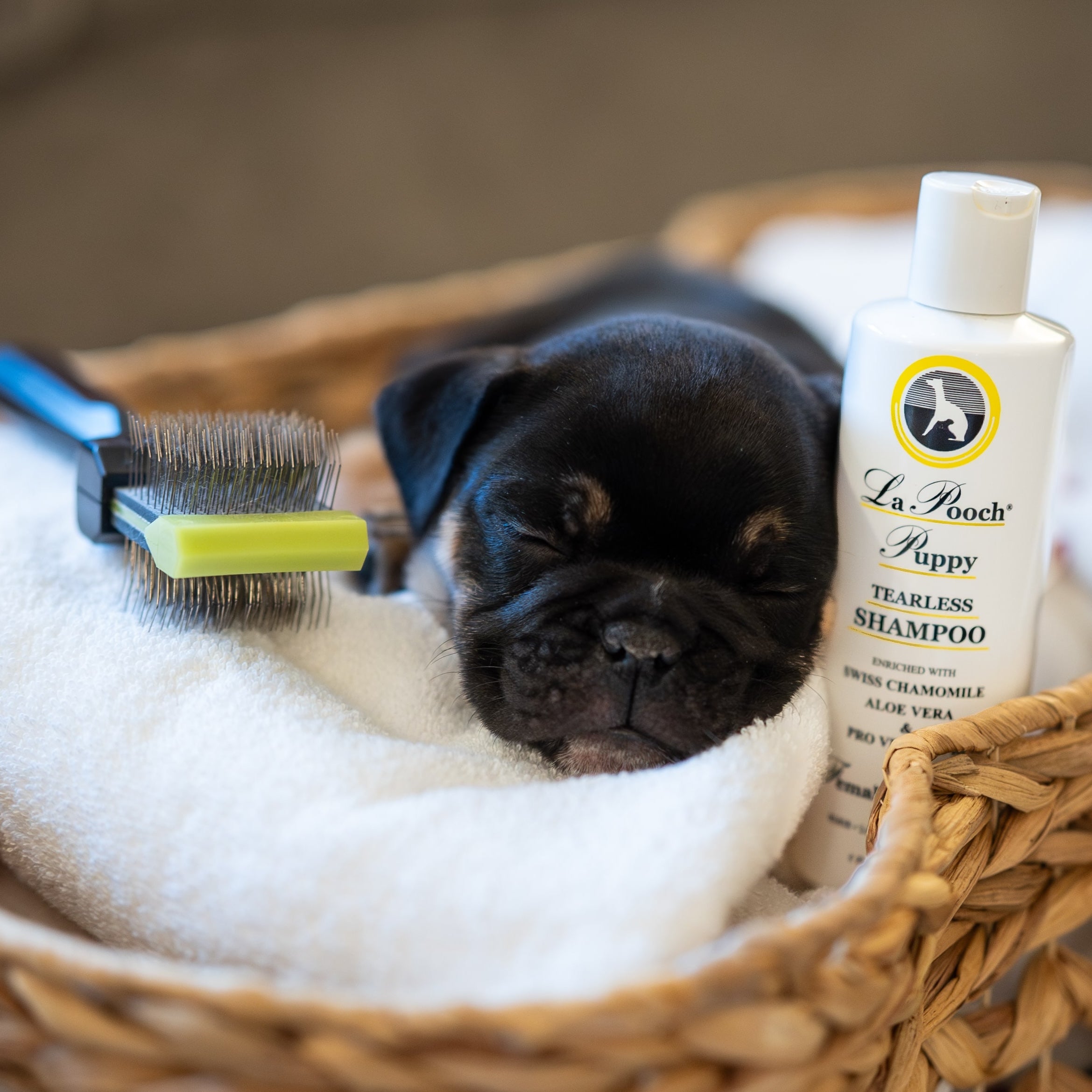 Pug dog shampoo best sale