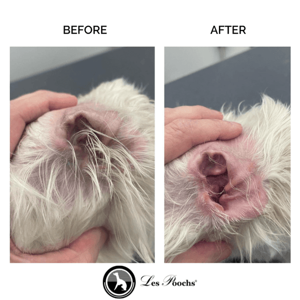 Best Dog Ear Hair Removal Powder Les Poochs