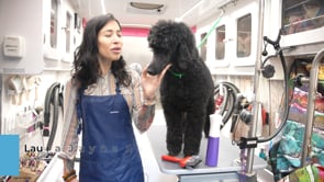 Best Dematting Brush For Dogs - Les Poochs Mat Zapper